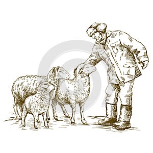 Male farmer feeds the sheep. sketch on a white background. animal husbandry