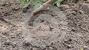 Male farmer hands exploring her on fertile agricultural landscape.