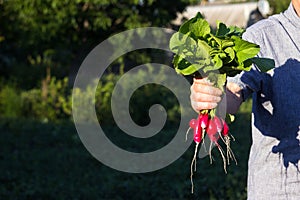 A male farmer holds a bunch of ripe radishes in his hands, growing vegetables in the garden