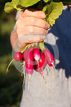 A male farmer holds a bunch of ripe radishes in his hands, growing vegetables in the garden