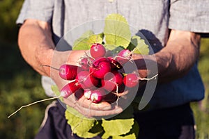 A male farmer holds a bunch of ripe radishes in his hands, growing vegetables in the garden