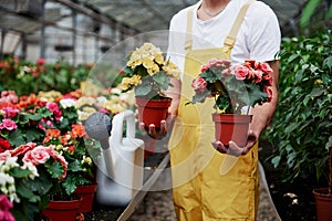 Male farmer holds two vases with flowers in the hothouse full of plants