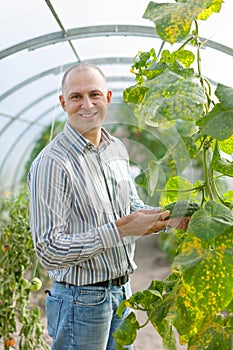 Male farmer looks cucumbers plant