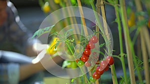 Male farmer man checking and inspecting quality of plants of organic tomatoes in garden field. Tomato Harvesting