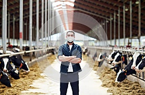 Male farmer in mask with cows on dairy farm