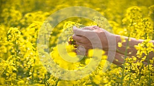 Male Farmer in Oilseed Rapeseed Cultivated Agricultural Field Examining Canola