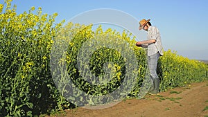 Male Farmer in Oilseed Rapeseed Cultivated Agricultural Field Examining and Controlling The Growth of Plants