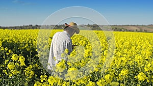 Male Farmer in Oilseed Rapeseed Cultivated Agricultural Field Examining and Controlling The Growth of Plants