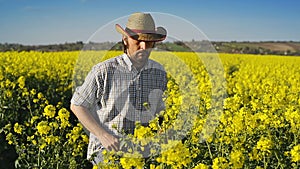 Male Farmer in Oilseed Rapeseed Cultivated Agricultural Field Examining and Controlling The Growth of Plants