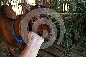 Male Farmer Petting His Goat in the Farm, Humor Very Happy Goat Face