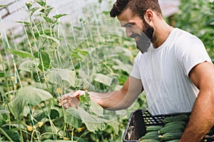 Male farmer picking fresh cucumbers from his hothouse garden