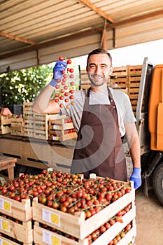 Male farmer picking fresh tomatoes in boxes for sale and holding a gripe of cherry tometoes in hands from his hothouse garden