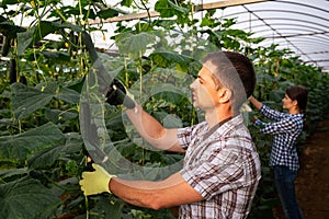 Male farmer picks ripe cucumbers in greenhouse