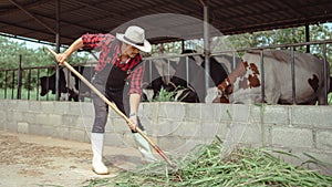 Male farmer pitching hay to the cattle in the barn at dairy farm. Agriculture industry, farming and animal husbandry concept ,Cow