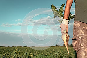 Male farmer posing in sugar beet field