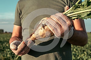 Male farmer posing in sugar beet field