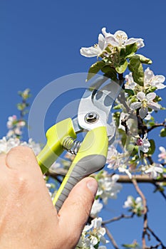 Male farmer with pruner shears branches of apple tree