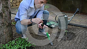 Male farmer pulls cucumber seedlings grown in black earth from a cassette, holds it in hands before planting in a hole in loosened