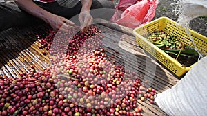 A male farmer's hand segregating ripe and raw coffee berries.