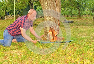Male farmer sawing old tree. Middle aged man cutting fruit tree down. Mature man, gardener in summer