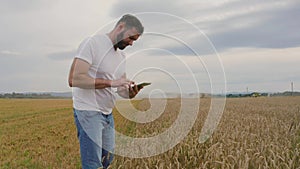Male farmer with tablet computer in wheat field walking and checking wheat quality