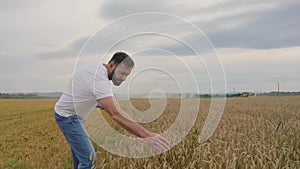 Male farmer with tablet computer in wheat field walking and checking wheat quality