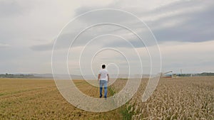 Male farmer with tablet computer in wheat field walking and checking wheat quality