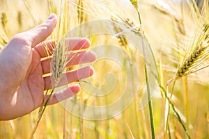 Male farmer is touching wheat crop ears in a field, sunset