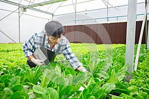 Male farmer using tablet checking quality of vegetable hydroponic at greenhouse. Concept of vegetables health food. Smart farm