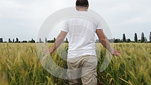 Male farmer walking in the field with wheat and inspects his crop.