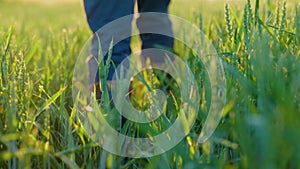 Male farmer walking through the green wheat field during sunset over a wheat field. Organic food, agriculture business