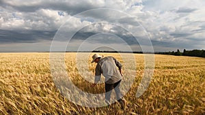 Male farmer walking on ripe wheat field and giving interview about farmland agriculture. Young agronomist pointing with