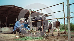 Male farmer working and checking on his livestock in the dairy farm .Agriculture industry, farming and animal husbandry concept ,