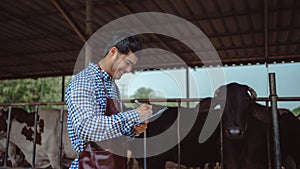 Male farmer working and checking on his livestock in the dairy farm .Agriculture industry, farming and animal husbandry concept ,