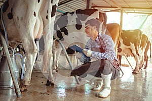 Male farmer working and checking on his livestock in the dairy farm .Agriculture industry, farming and animal husbandry concept ,