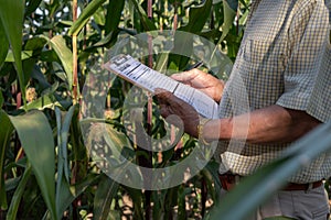 A male farmer working in a corn field, checking the quality of the corn crops