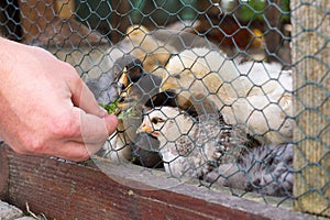 Male feeding chickens from hand. Slovakia