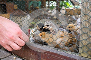 Male feeding chickens from hand. Slovakia