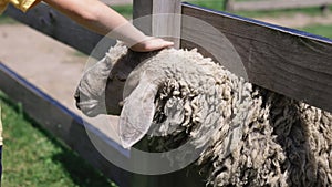 Male feeding a goat at petting zoo with hand. Sheeps eats a grass. Sheep Chewing The Cud Closeup. Childrens are playing