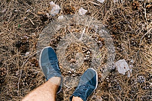 Male feet in sneakers on fir needles among fir cones. Close-up