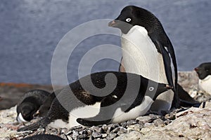 Male and female Adelie penguins at the nest