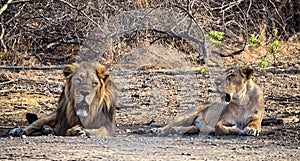 Male and Female Adult Asiatic Lions - Lion Couple - Panthera Leo Leo - Sitting in Forest, Gir, India, Asia