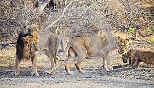 Male and Female Adult Asiatic Lions with Two Cubs - Lion Family Moments - Panthera Leo Leo - in Forest, Gir, India, Asia