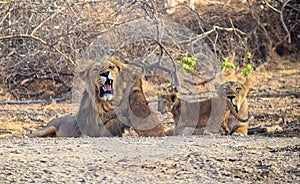 Male and Female Adult Asiatic Lions with Two Cubs - Lion Family Moments - Panthera Leo Leo -  Sitting in Forest, Gir, India, Asia