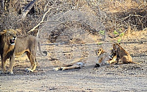 Male and Female Adult Asiatic Lions with Two Cubs - Lion Family - Panthera Leo Leo - Roaring Lion in Forest, Gir, India, Asia