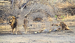 Male and Female Adult Asiatic Lions with Two Cubs - Lion Family - Panthera Leo Leo - Roaring Lion in Forest, Gir, India, Asia