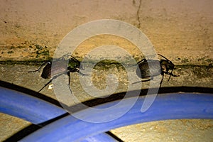 Male and Female Adult Caterpillar hunter Beetles photo