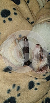 Male and female adult pet ferrets