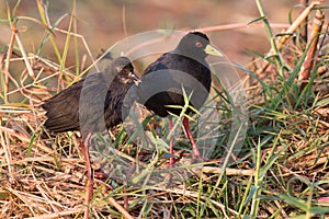 Male and female African Black Oystercatcher