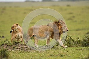 Male and female African lion in Masai Mara, Kenya